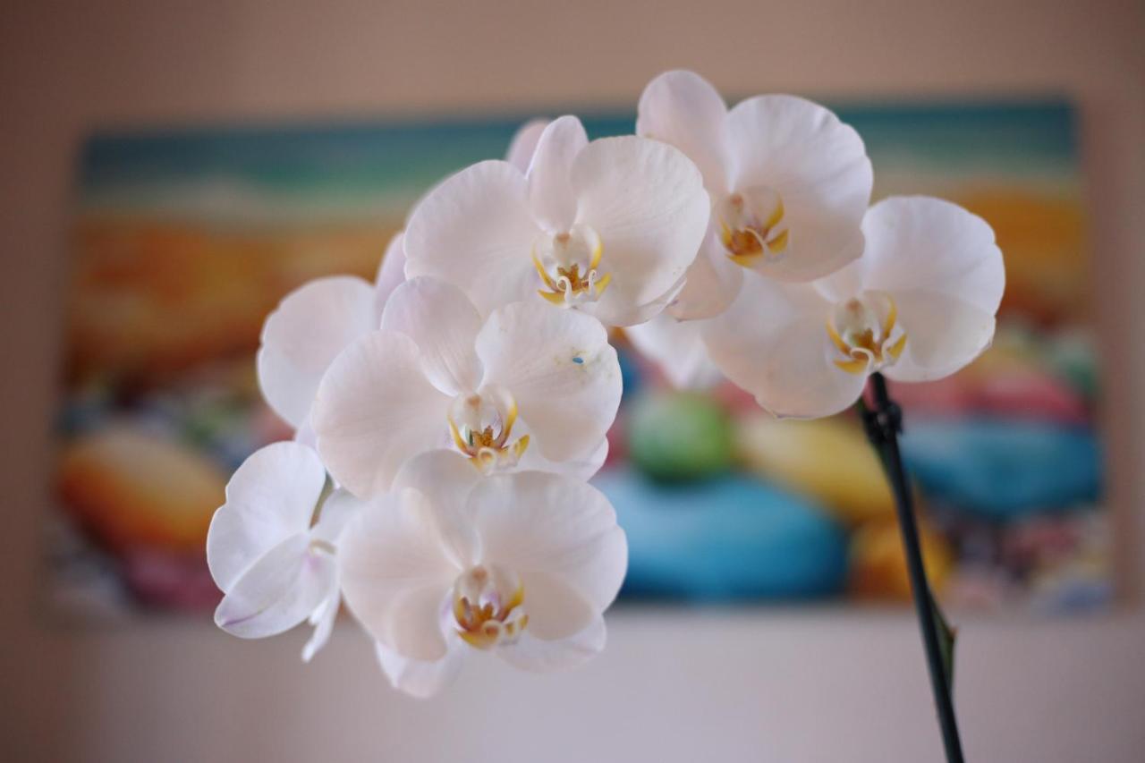 B&B Villa Orchidea Ricadi Εξωτερικό φωτογραφία