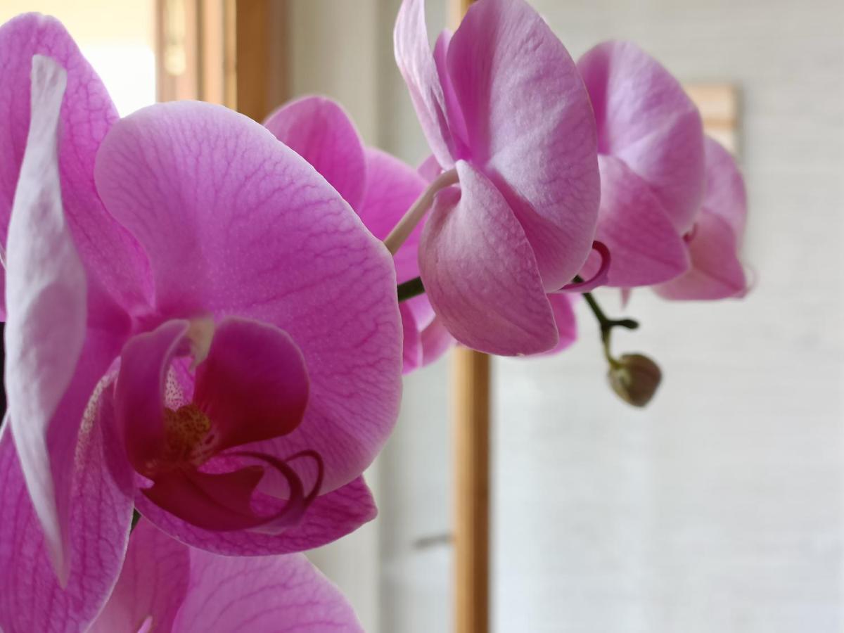 B&B Villa Orchidea Ricadi Εξωτερικό φωτογραφία